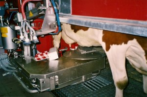 Første kua i melkeroboten. 9.januar 2006